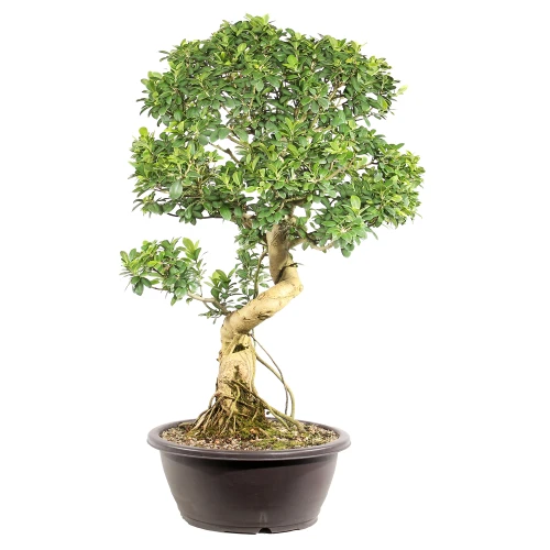 Ficus left side view
