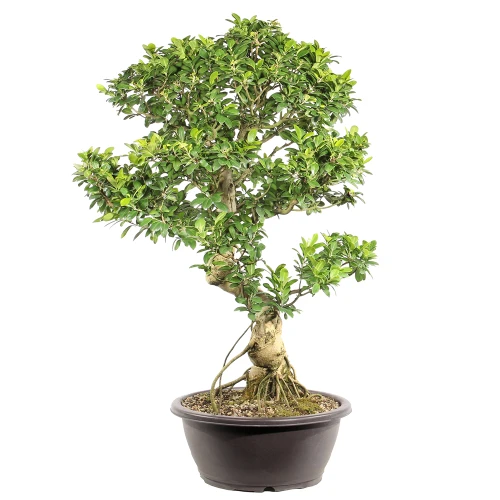 Ficus right side view 