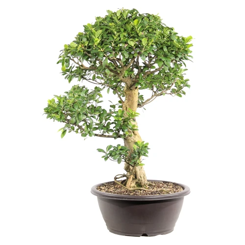 Ficus left side view