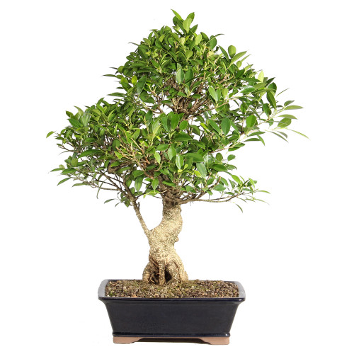 Ficus back view