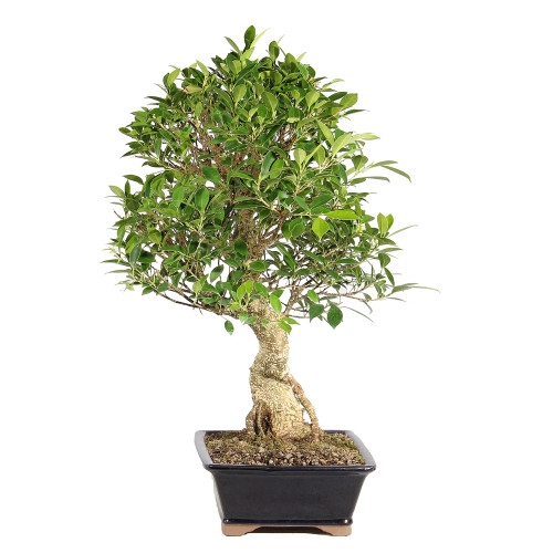 Ficus left side view