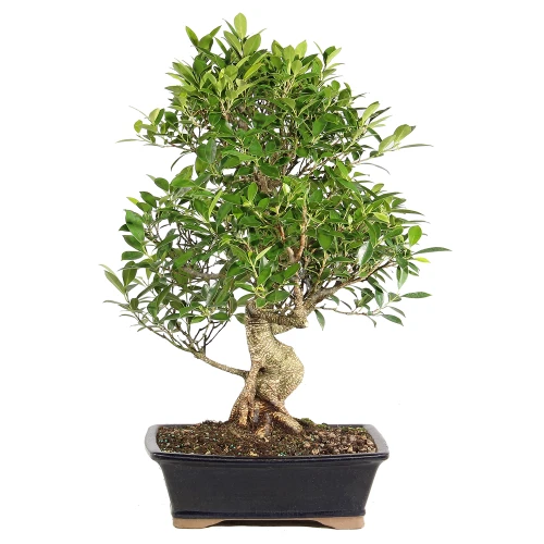 Ficus in a bonsai container 