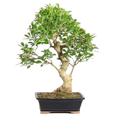 Ficus back view 