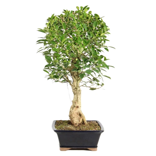 Ficus left side view 