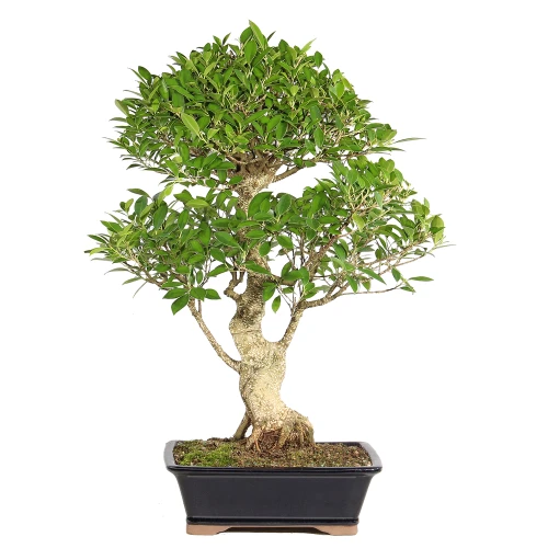 Ficus in a bonsai container 