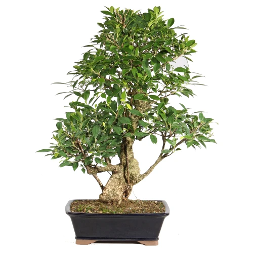 Ficus in a bonsai container