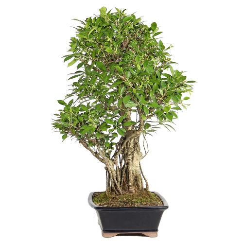 Ficus left side view 