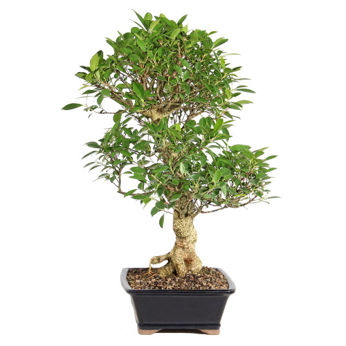 Ficus right side view 