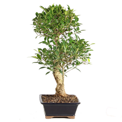 Ficus right side view
