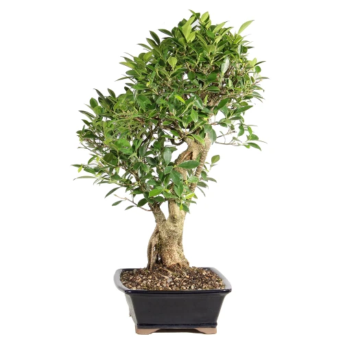 Ficus left side view 