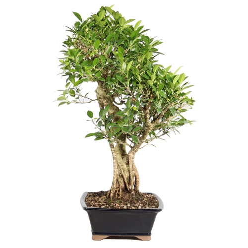 Ficus right side view 