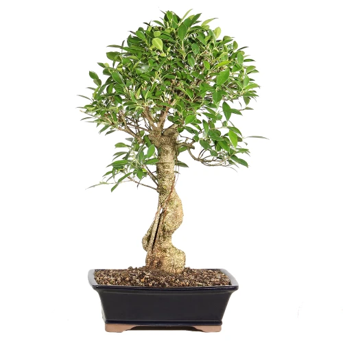 Ficus back view 