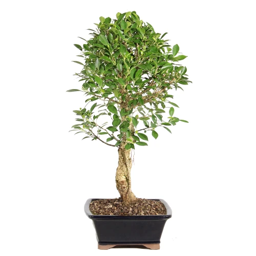 Ficus right side view 