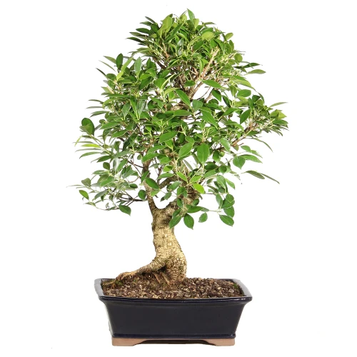 Ficus back view 