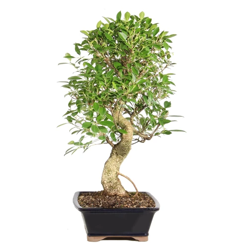 Ficus left side view 