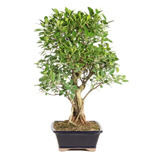 Ficus right side view