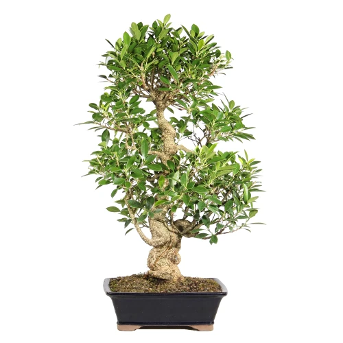Ficus in a bonsai contianer 