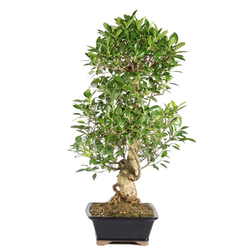 Ficus left side view