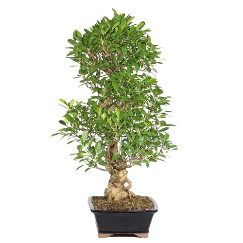 Ficus right side view