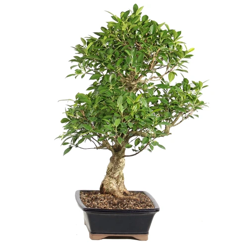 Ficus left side view 