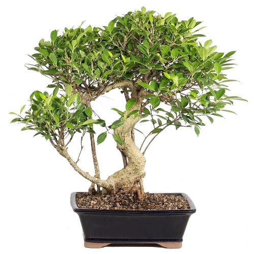 Ficus in a bonsai container 