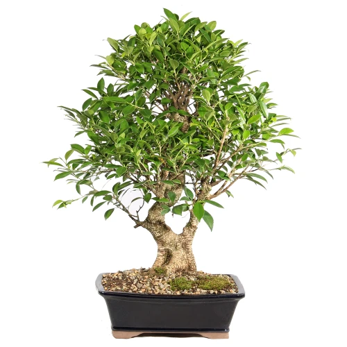 Ficus in a bonsai contianer 
