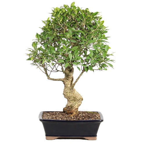 Ficus in a bonsai container 