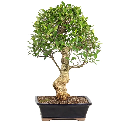 Ficus back view 