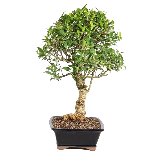 Ficus left side view 