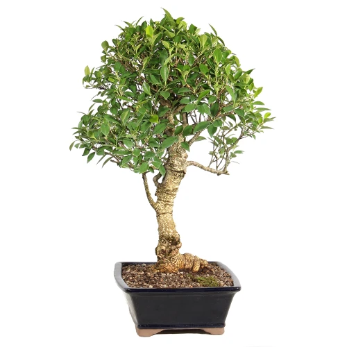 Ficus right side view