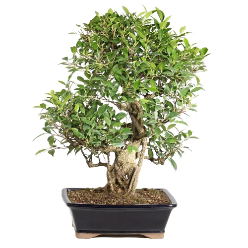 Ficus back view 