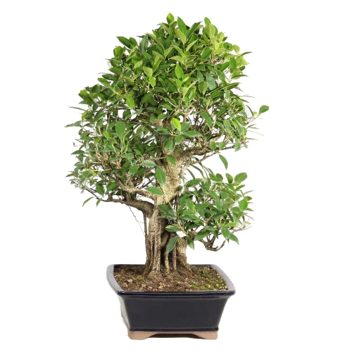 Ficus left side view 