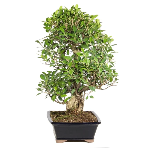 Ficus right side view 