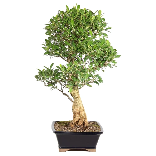Ficus left side view 