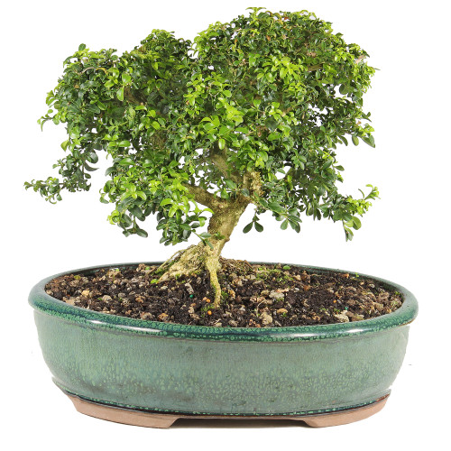 Kingsville Boxwood - ST0625DB-C