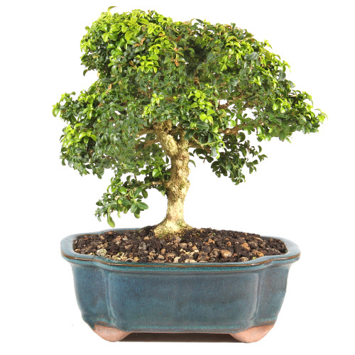 Kingsville Boxwood - ST0625DB-E