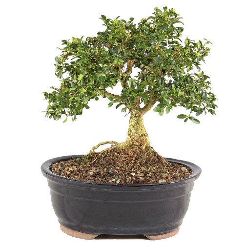 a small tree in a pot
