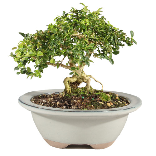 Kingsville Boxwood - ST0625DB-K