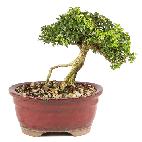 a small tree in a pot