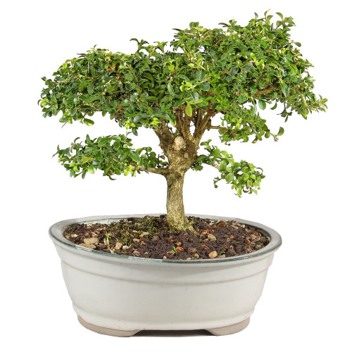 a small tree in a pot