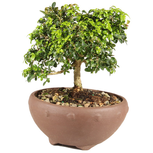 a small tree in a pot