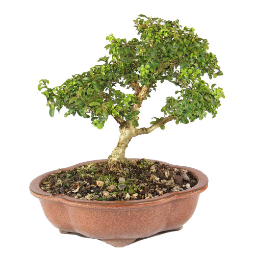 a small tree in a pot