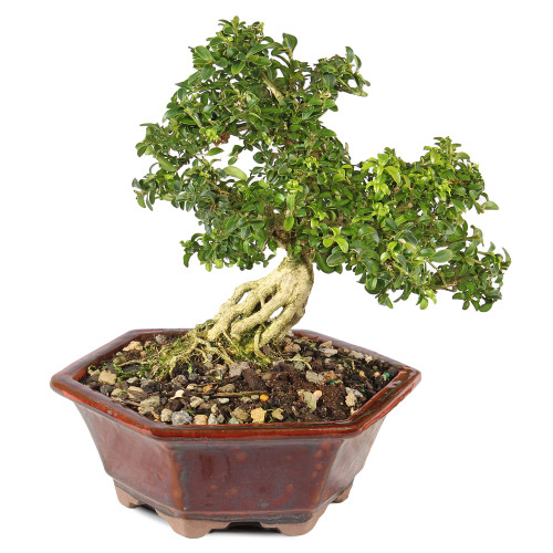 Kingsville Boxwood - ST0625DB-V