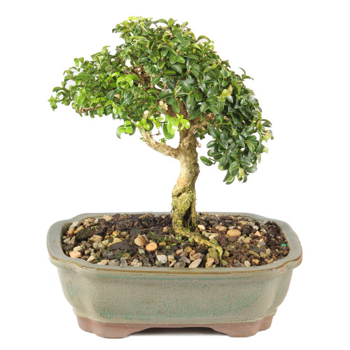 a small tree in a pot