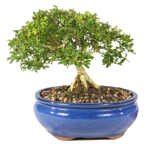 a small tree in a blue pot