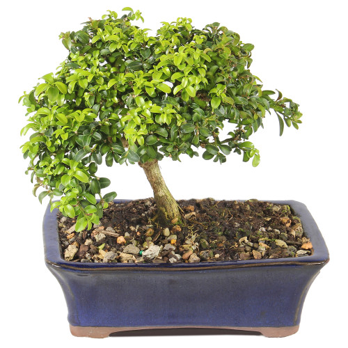 Kingsville Boxwood - ST0725DB-B