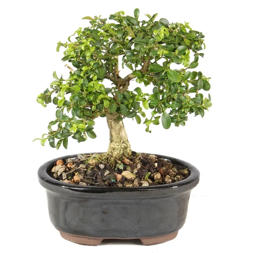 a small tree in a pot