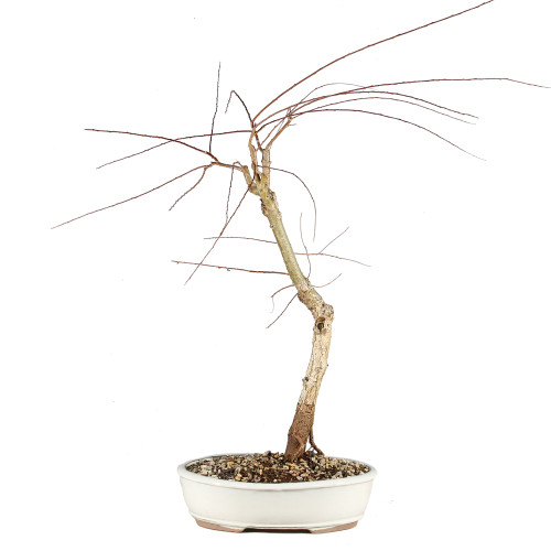 Japanese Weeping Willow - ST0925JWW-C