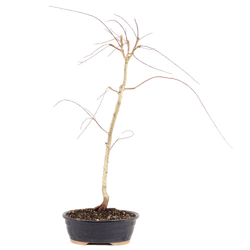 Japanese Weeping Willow - ST0925JWW-F