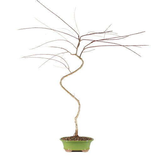 Japanese Weeping Willow - ST0925JWW-Q